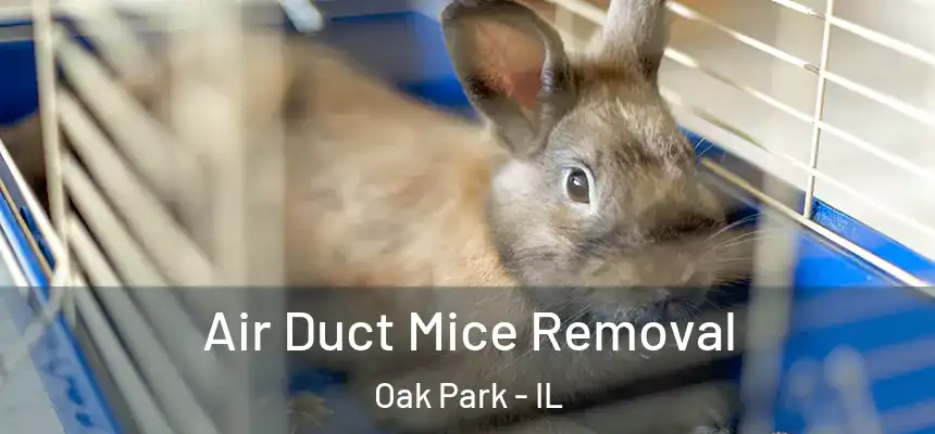  Air Duct Mice Removal Oak Park - IL